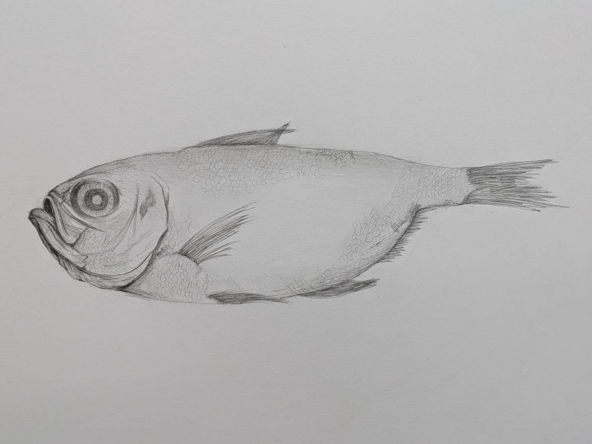 鱼（结构与质感研究）